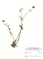 藏品(白花地膽草)的圖片